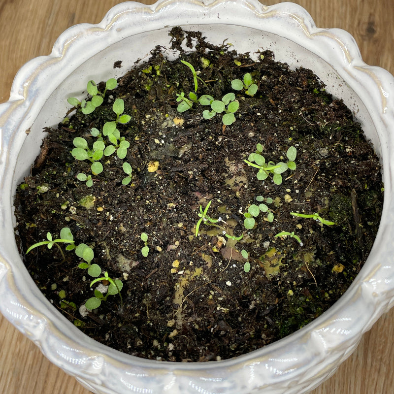 how to grow plantable paper
