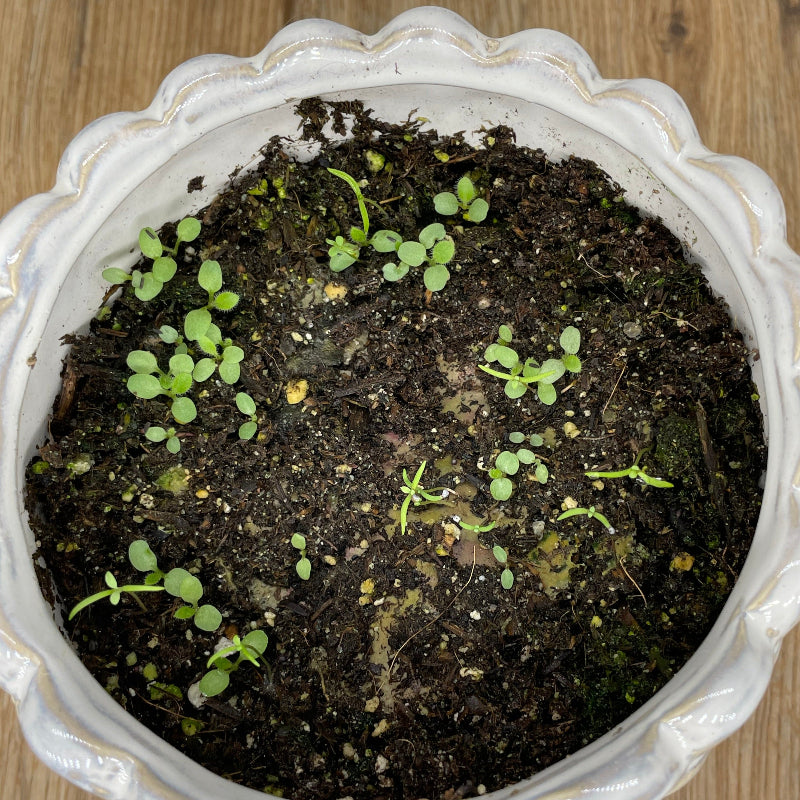 Small potted plant with green seedlings in dark soil on a wooden surface
