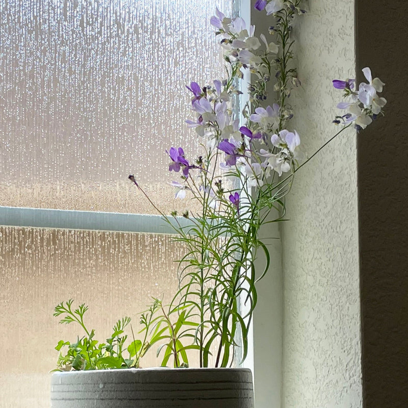 Potted plant with purple and white flowers against a textured wall