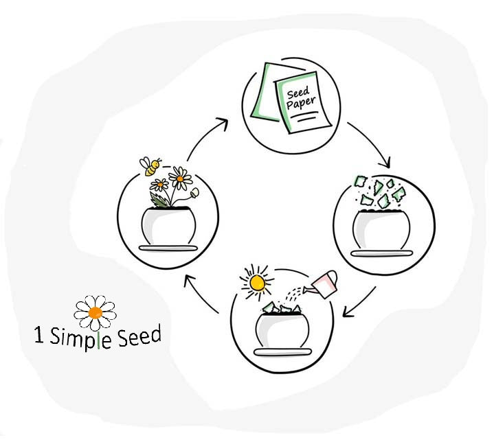 A simple illustrated seed-to-flower cycle diagram on a white background, showing a seed paper card, sprouting seeds in a pot, a sun and watering can, and a blooming flower, with the text '1 Simple Seed'.