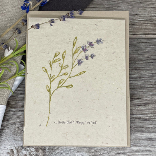 Lavender | Plantable Card | Hand Drawn  | Wildflower Seed Paper | Royal Velvet