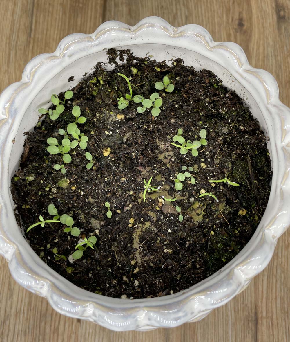 Mother's Day | Plantable Card | Lavender
