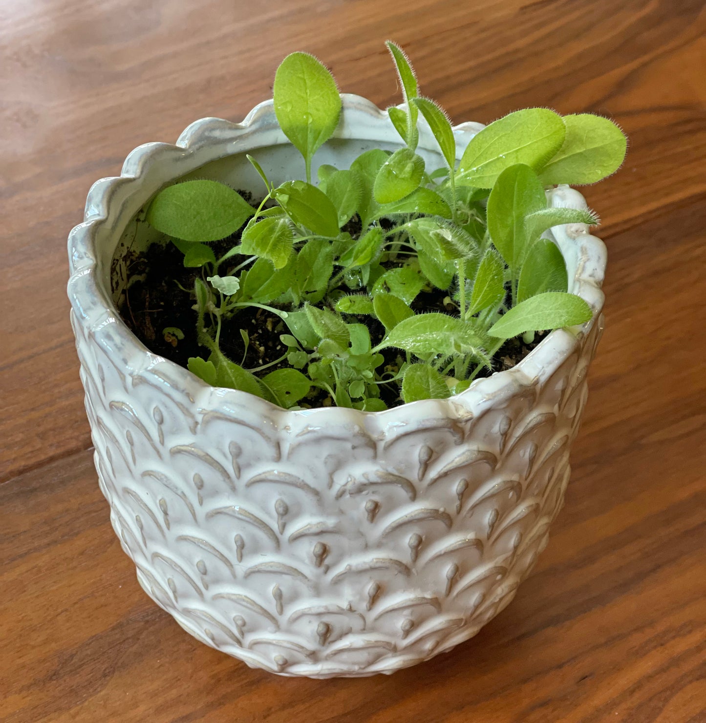 Mother's Day | Plantable Card | Lavender