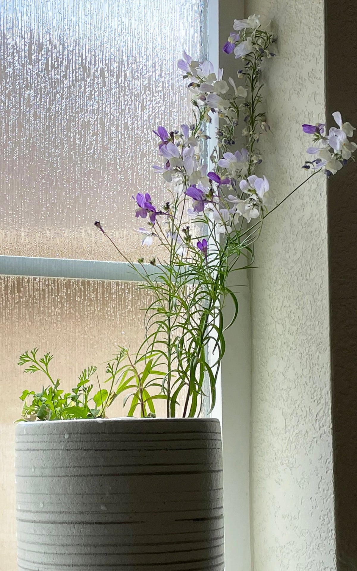 Wildflower Plant. Wildflower Seed Paper