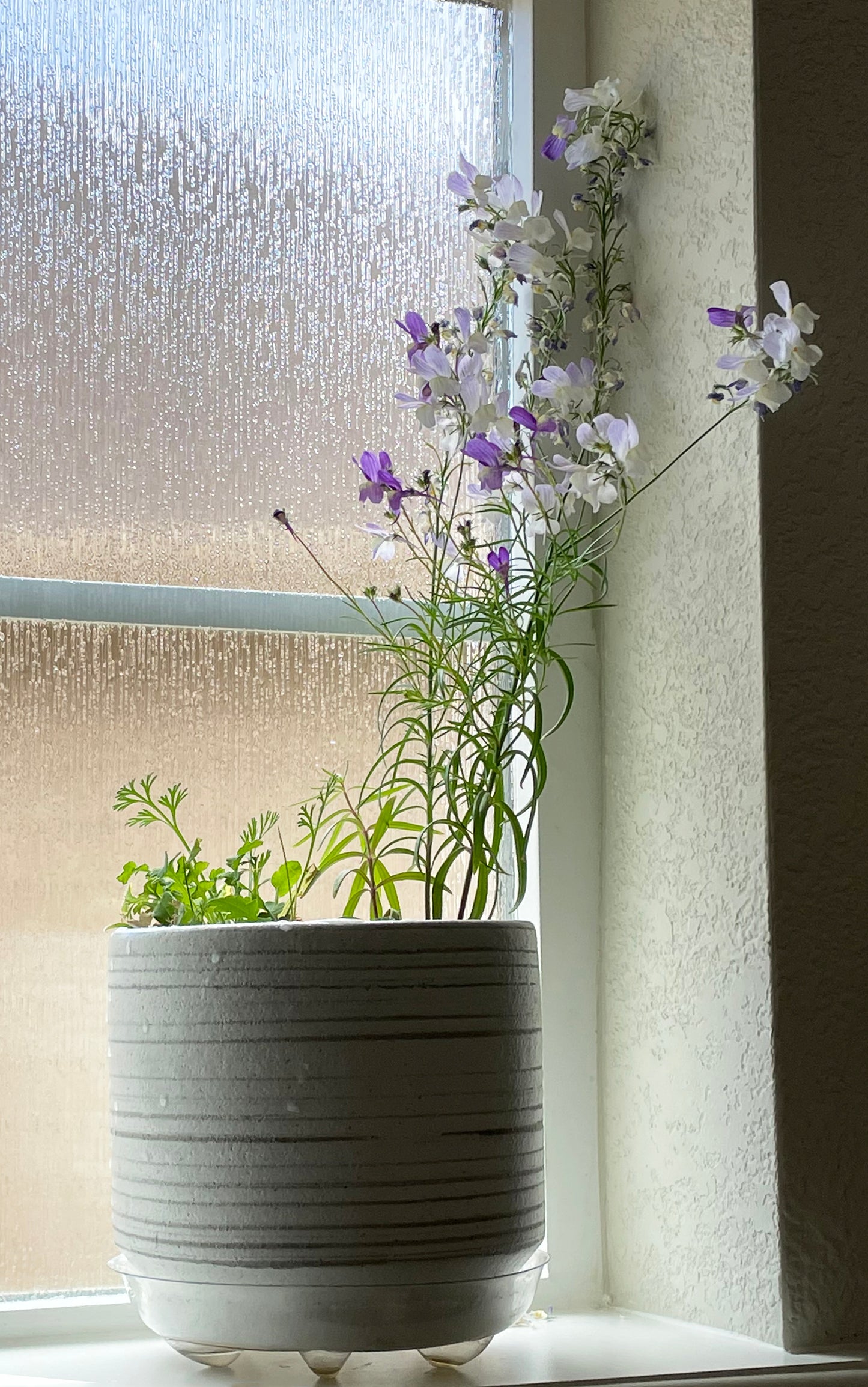 Mother's Day | Plantable Card | Lavender