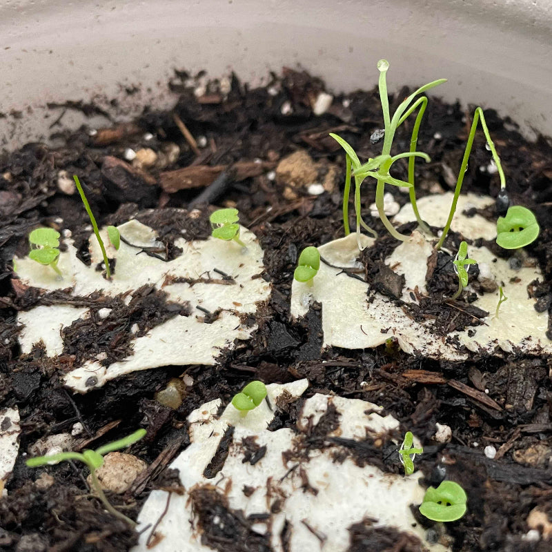 wildflower plant sprouting