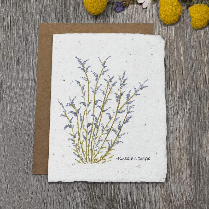 russian sage