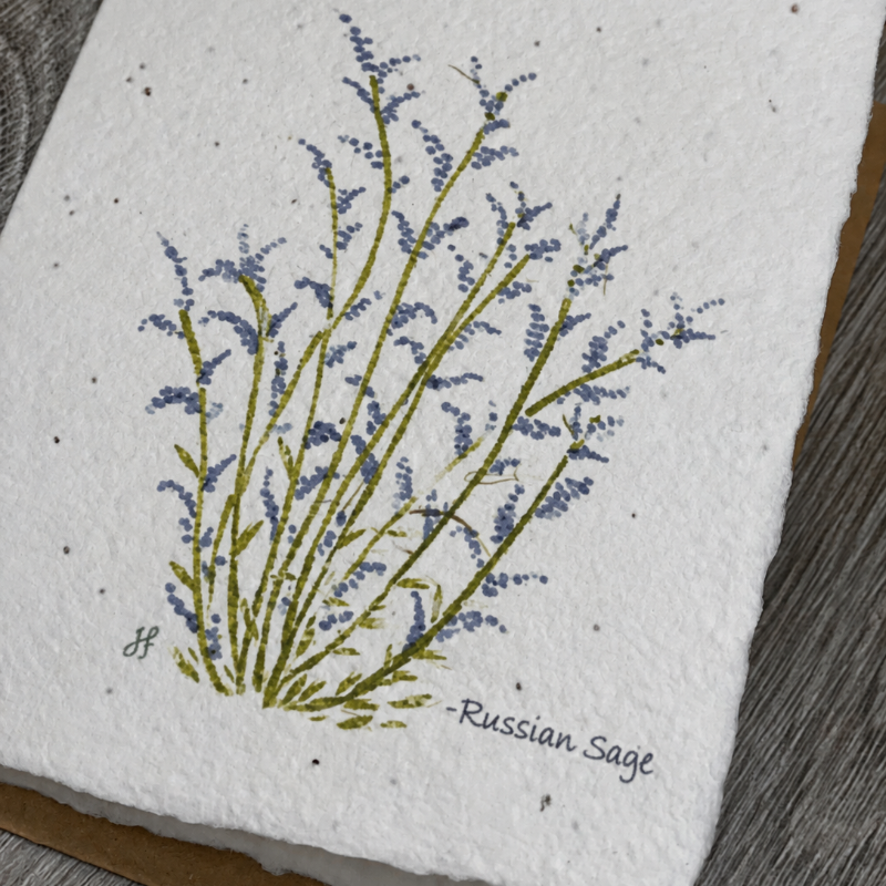 All Occasion Plantable Cards | Russian Sage
